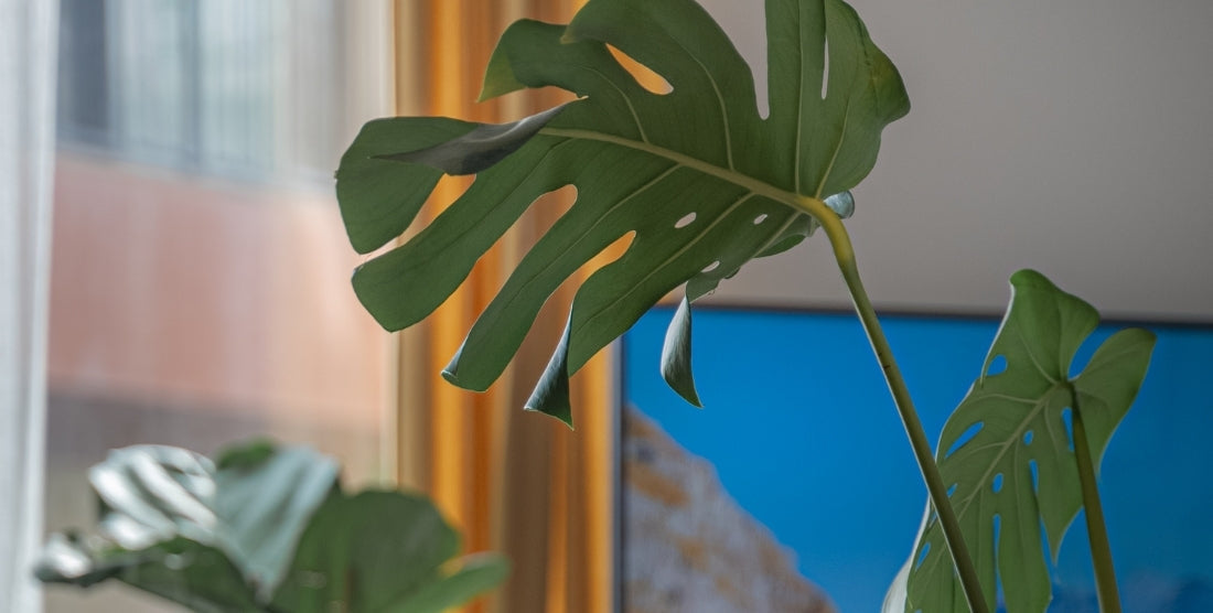 Monstera Deliciosa Aslında Kim?