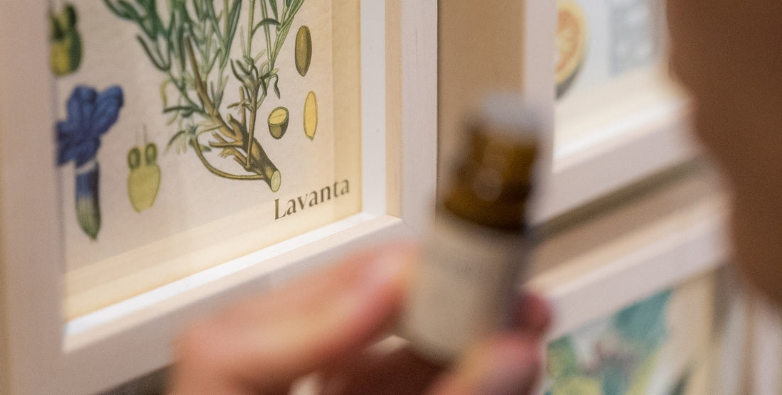 Tıbbi Bitkiler Bakımı: Lavanta, Gül ve Karanfil