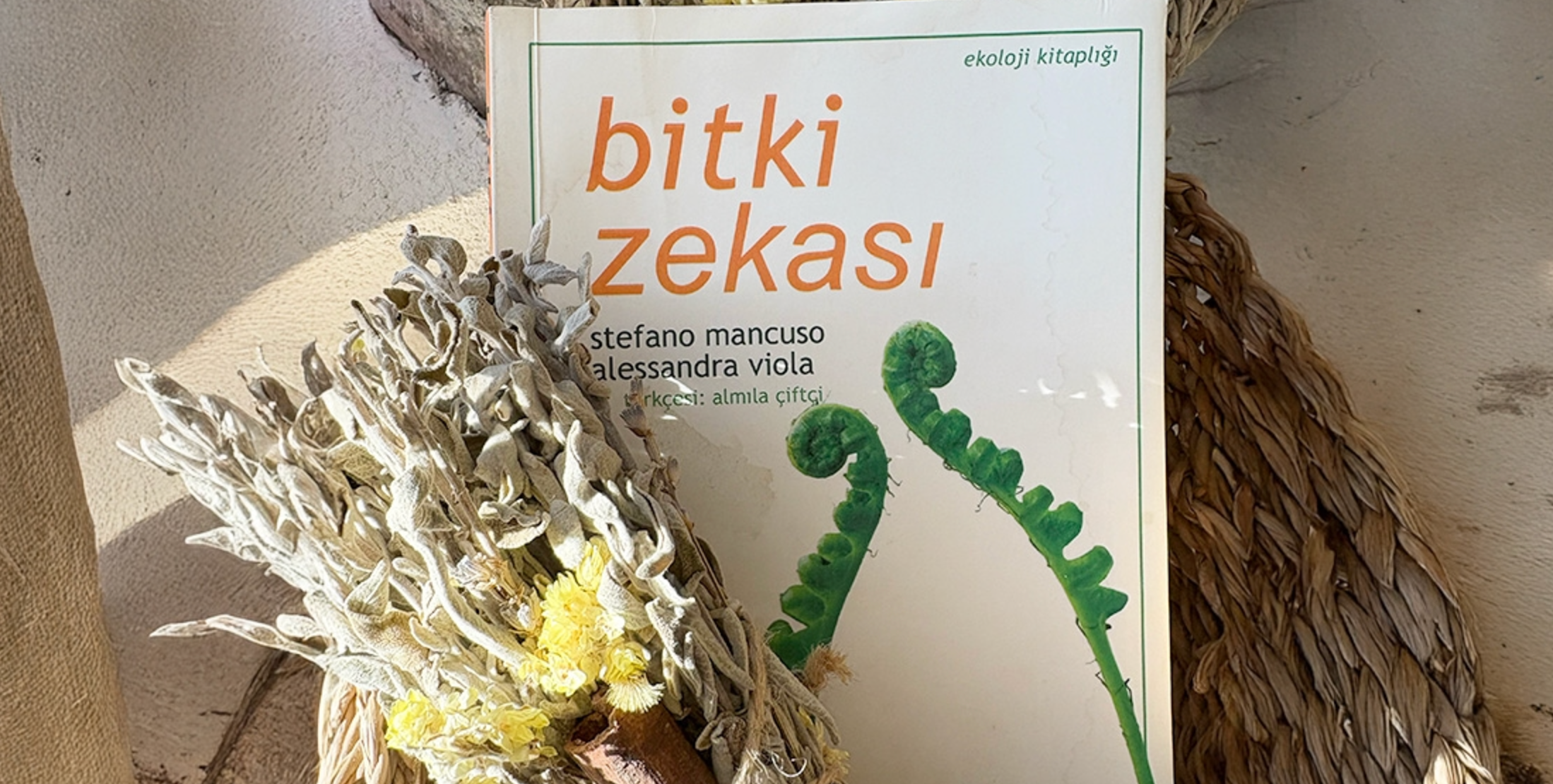Doğanın Bilgeliği: Bitki Zekası ve Aromaterapi