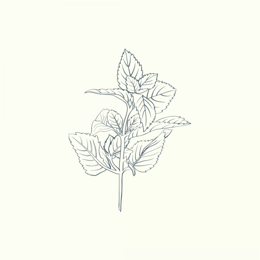 Vienurla Nane (Mentha piperita) uçucu yağı, zihin arındırıcı, konsantrasyon artırıcı ve yorgunluğu azaltıcı etkileriyle aromaterapide ferahlatıcı deneyim sunar.