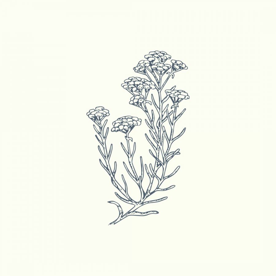 Vienurla Ölmez Çiçek (Helichrysum italicum) uçucu yağı, antienflamatuar ve hücre yenileyici etkileriyle cilt bakımında morluk ve yara izlerini destekler.