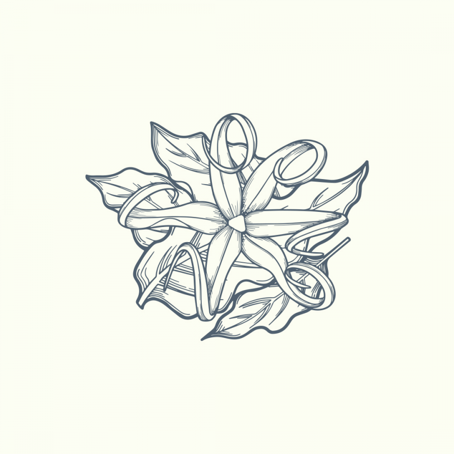 Vienurla Ylang Ylang (Cananga odorata) uçucu yağı, sedatif, yatıştırıcı ve afrodizyak etkileriyle aromaterapide rahatlama ve gevşeme sağlar.