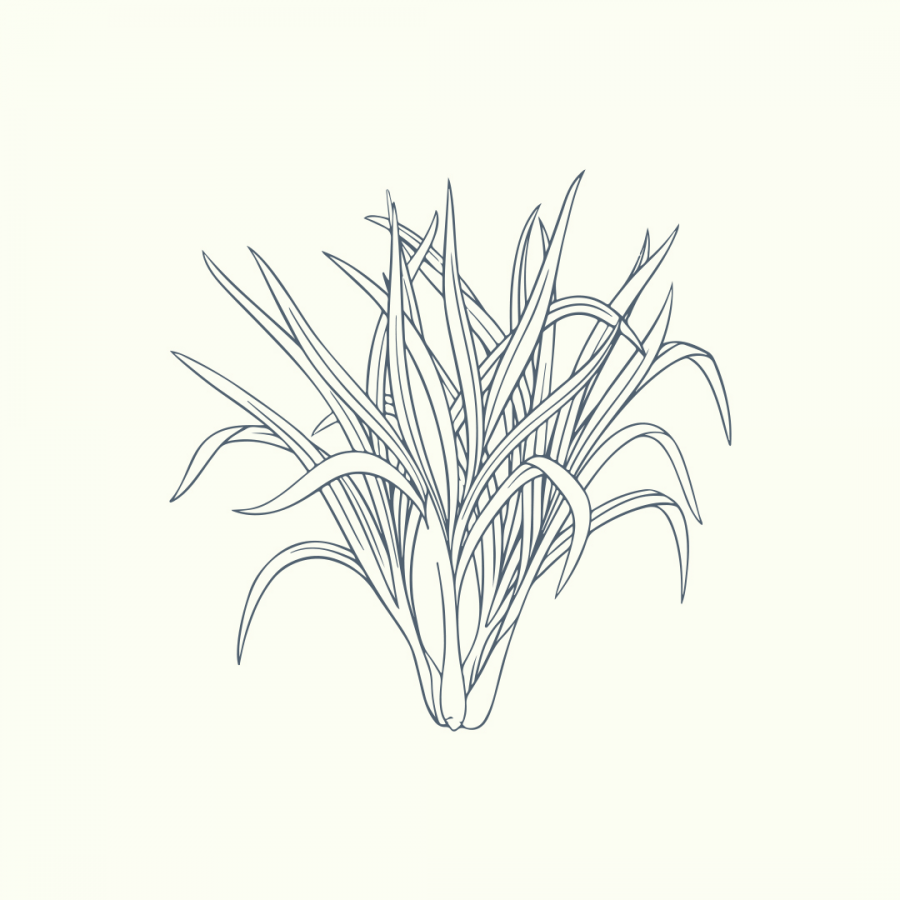 Vienurla Limonotu (Lemongrass) uçucu yağı ile aromaterapide anti-enflamatuar, antifungal ve sedatif etkilerden faydalanın; doğal ferahlık ve temizlik sağlar.